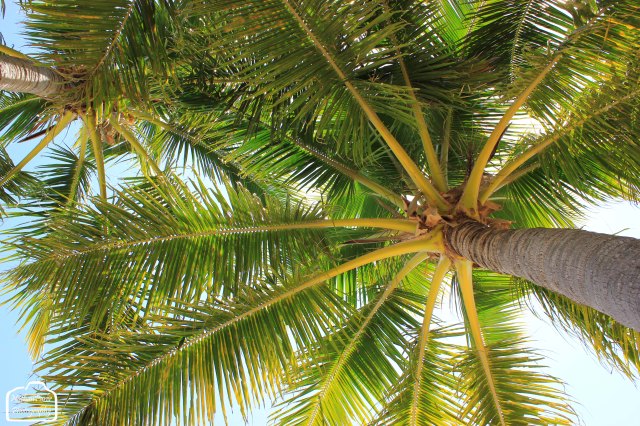 New Caledonia Palms: Anse Vata, Noumea.